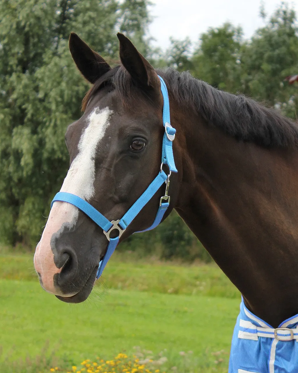 QHP Halter