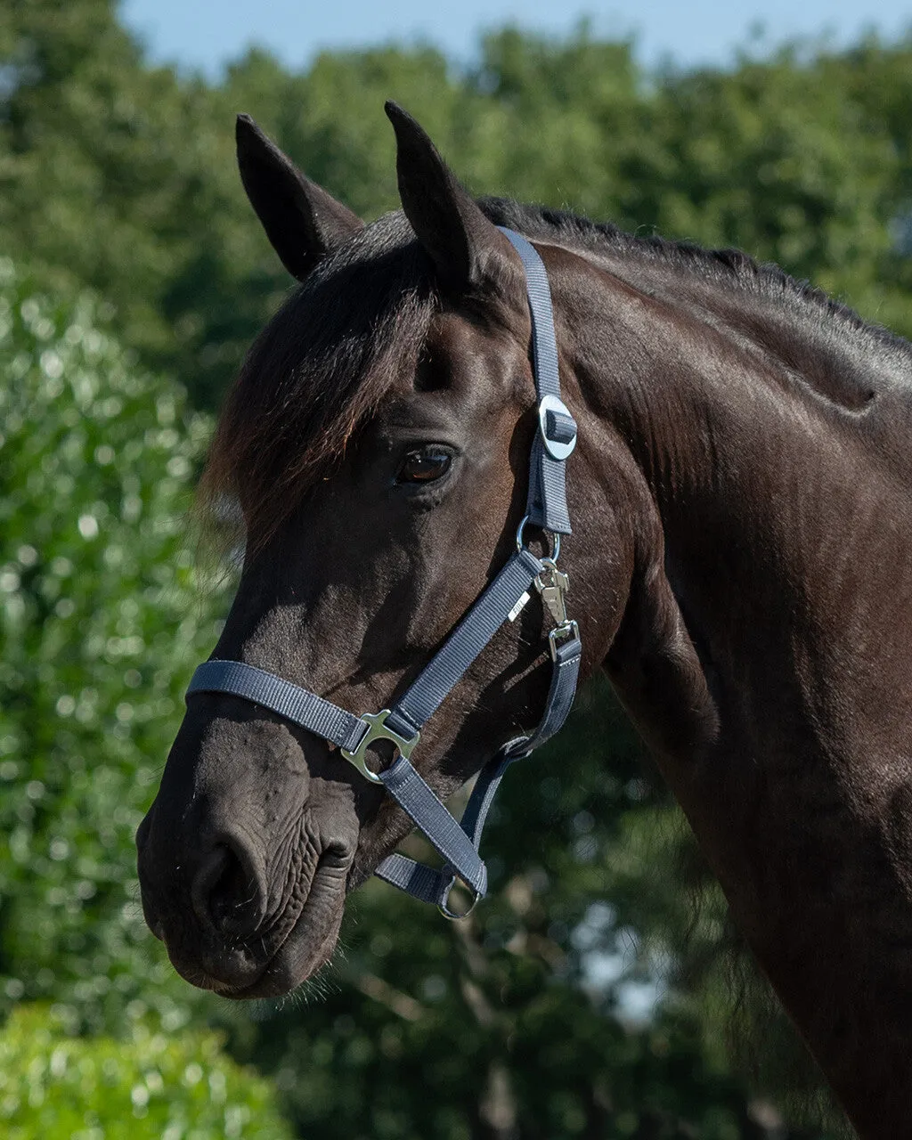 QHP Halter