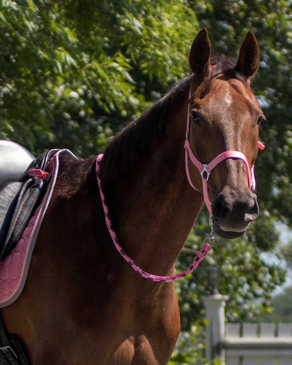 QHP Halter
